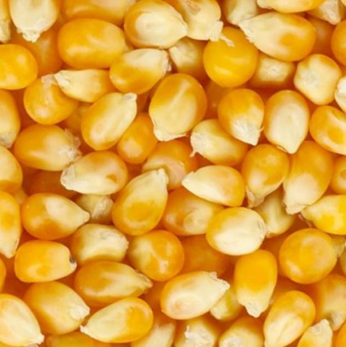 Cereal crops