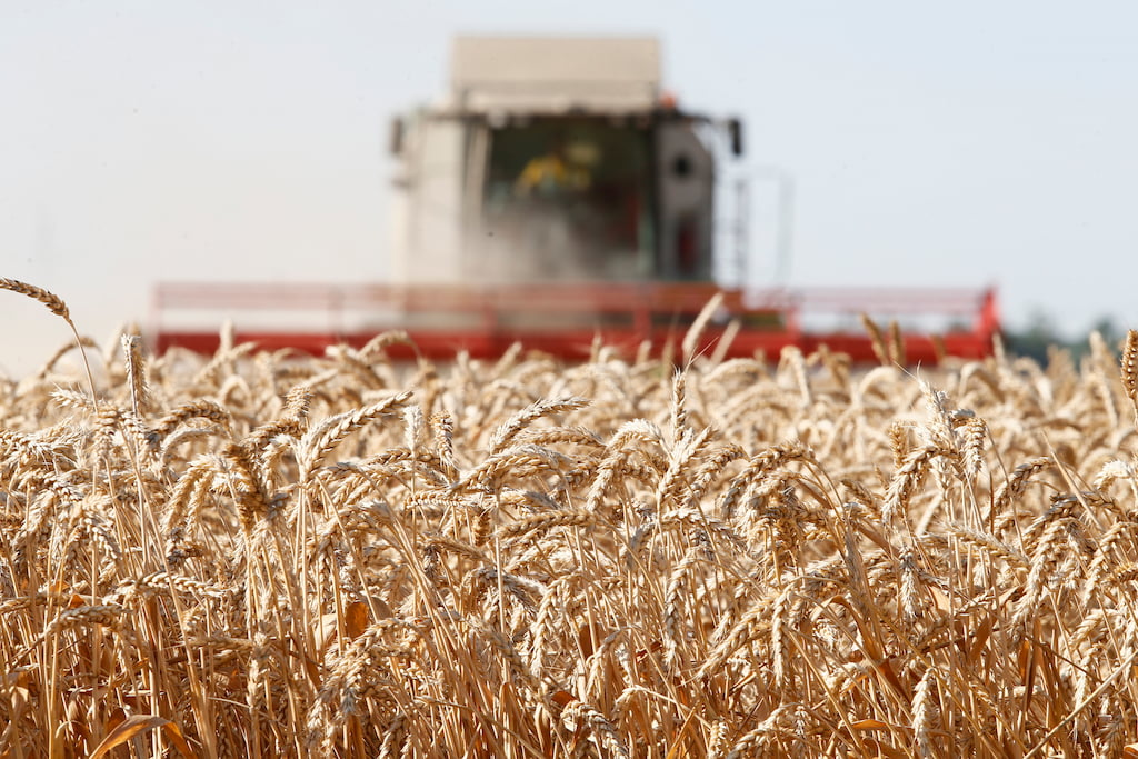 Производство пшеницы в Казахстане увеличится
